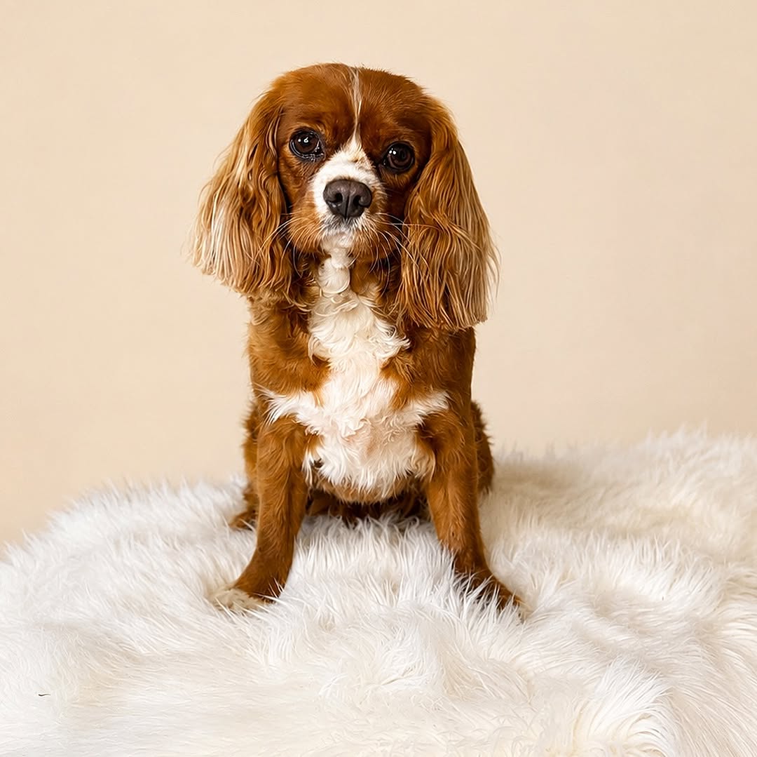 Cavalier King Charles spaniel hos hundfrisören i Täby