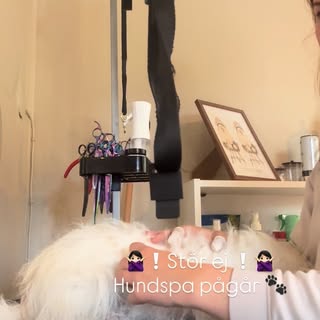 Hundspa pågår – avkoppling i salongen